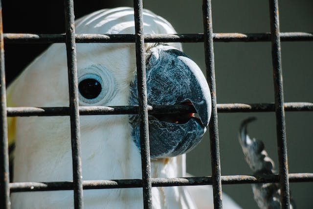 Les critères clés pour choisir la bonne cage perroquet